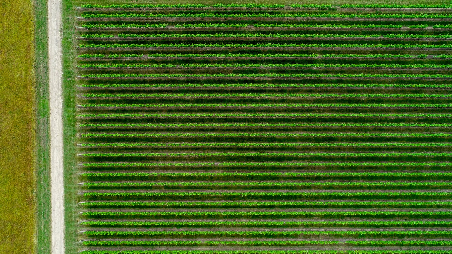 Aerial view of crop rows