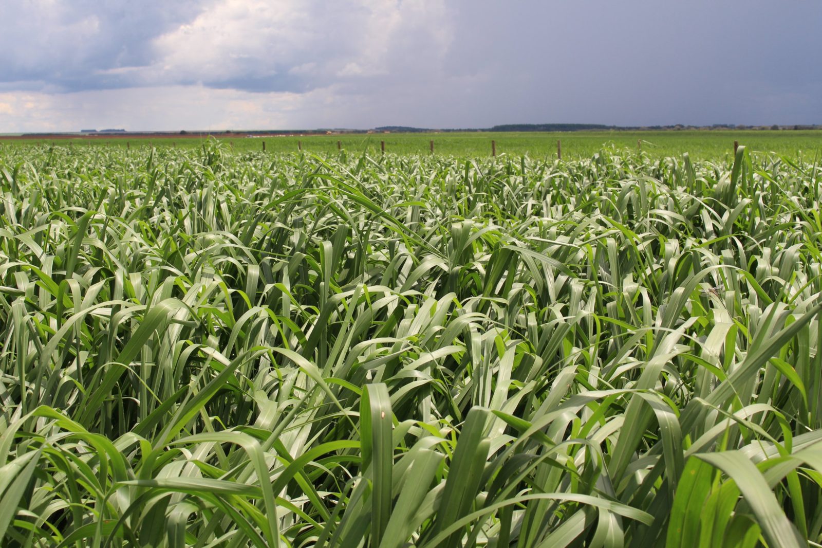 Forage pasture