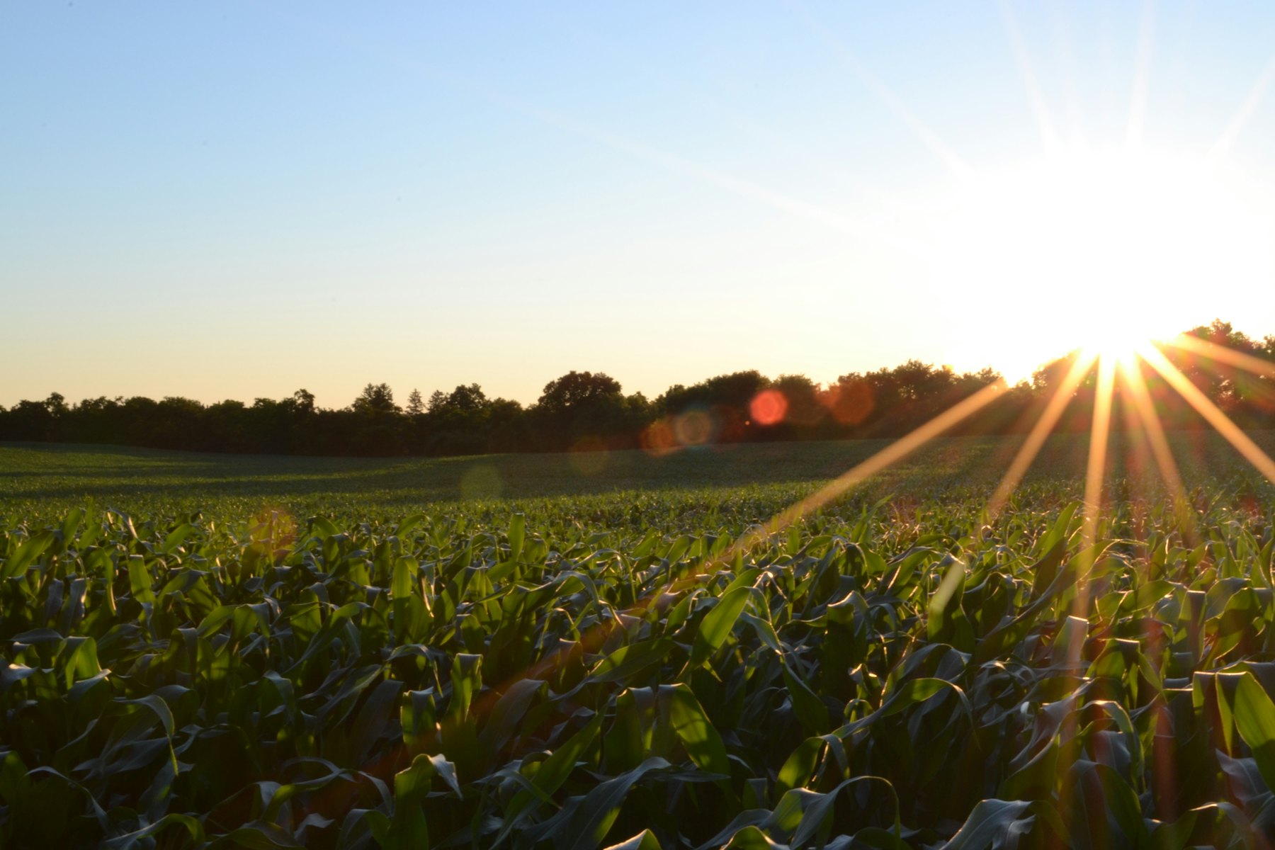 Crop field at sunrise