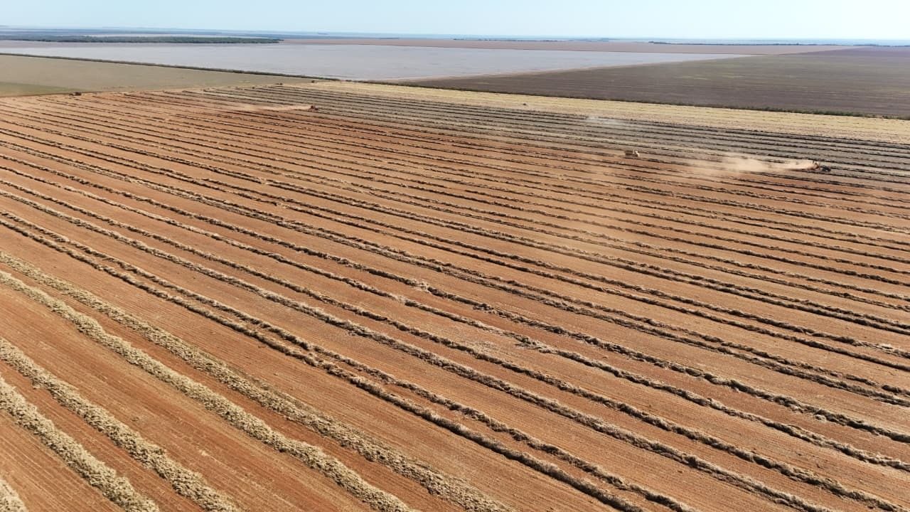 Aerial view of a seed harvest