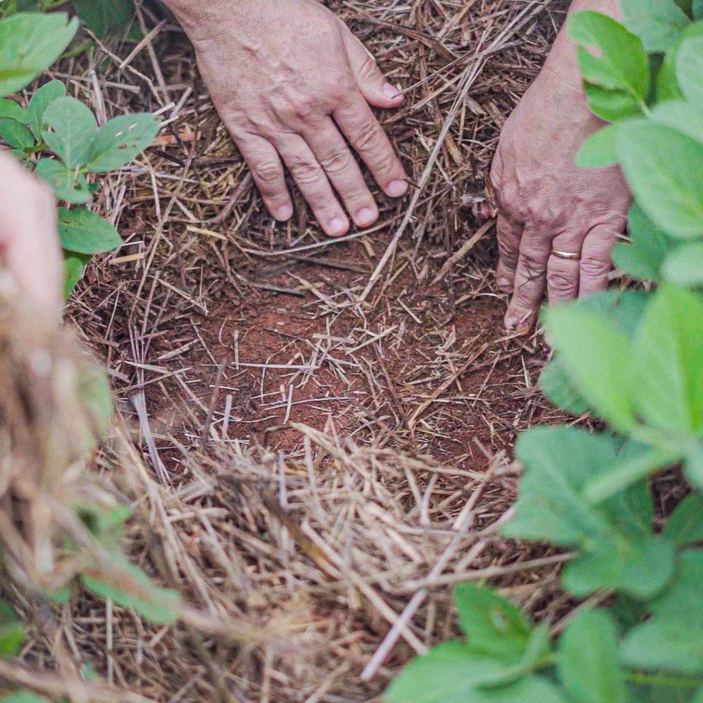 Hands checking crop residue and soil between soybean plants
