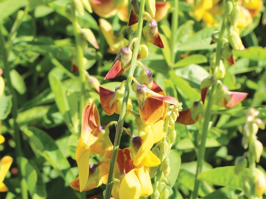 Crotalaria Breviflora
