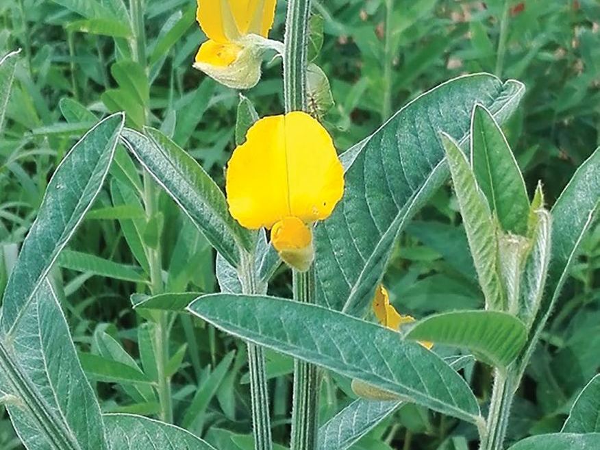Crotalaria Juncea (Sunn Hemp)