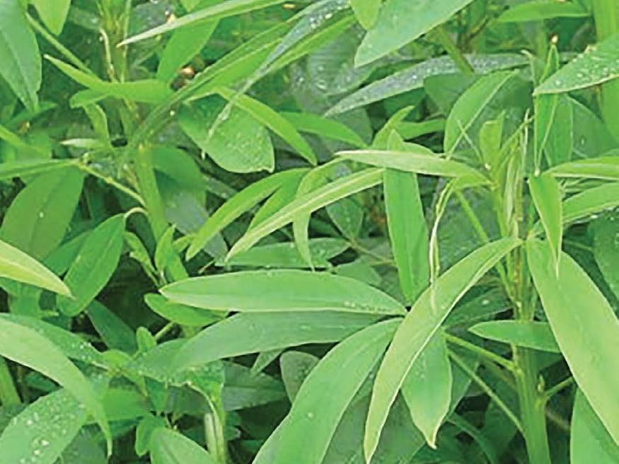 Crotalaria Ochroleuca
