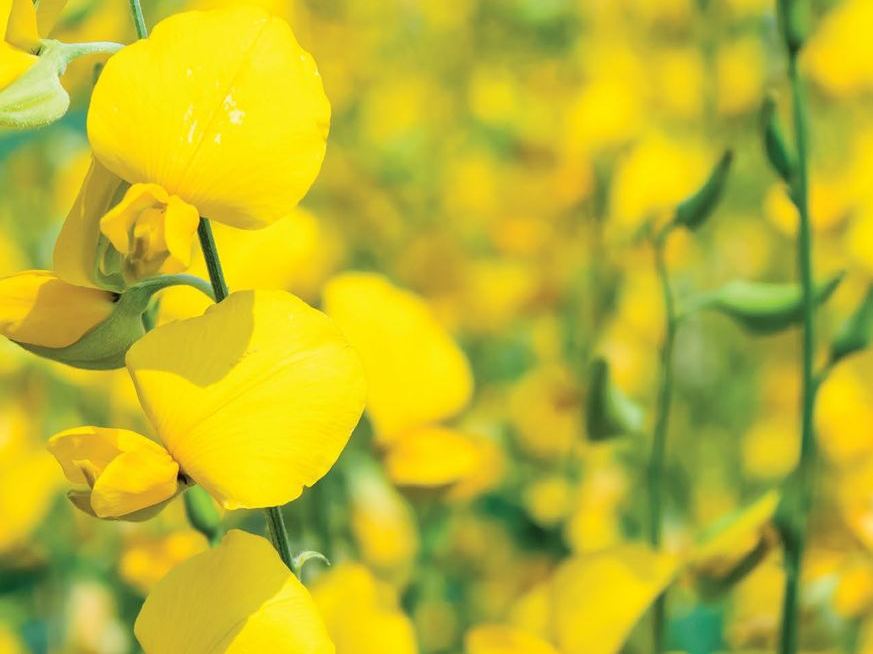 Crotalaria Spectabilis
