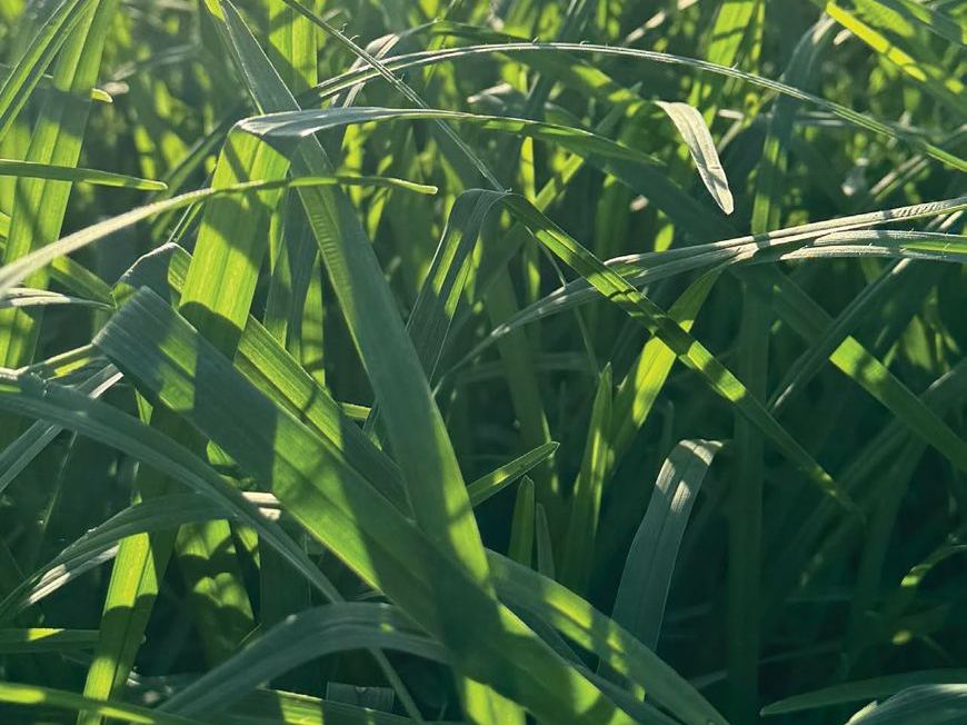 Eleusine Coracana (Finger Millet)