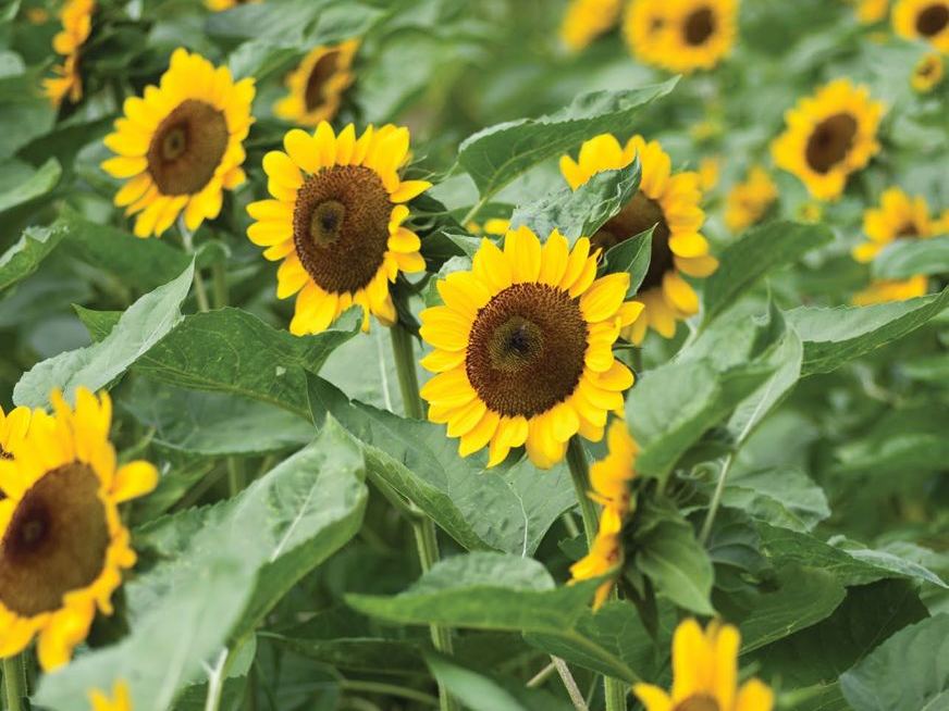 Sunflower