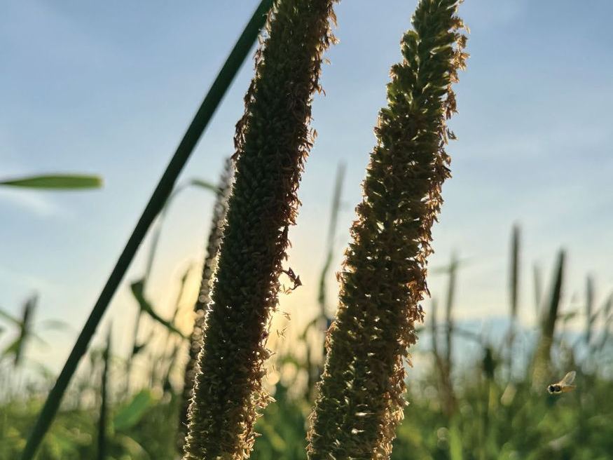Pearl Millet