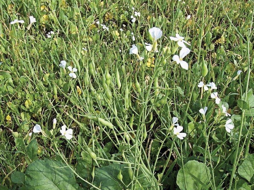 Forage Radish