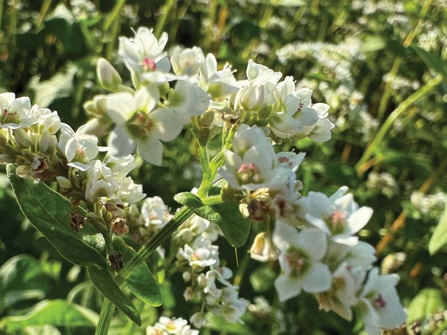 Buckwheat