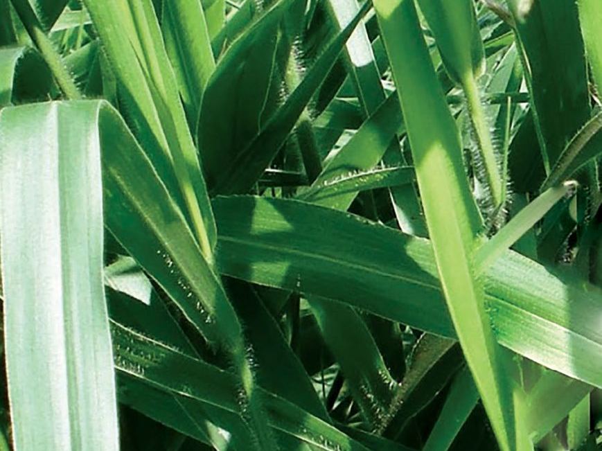 Ruziziensis